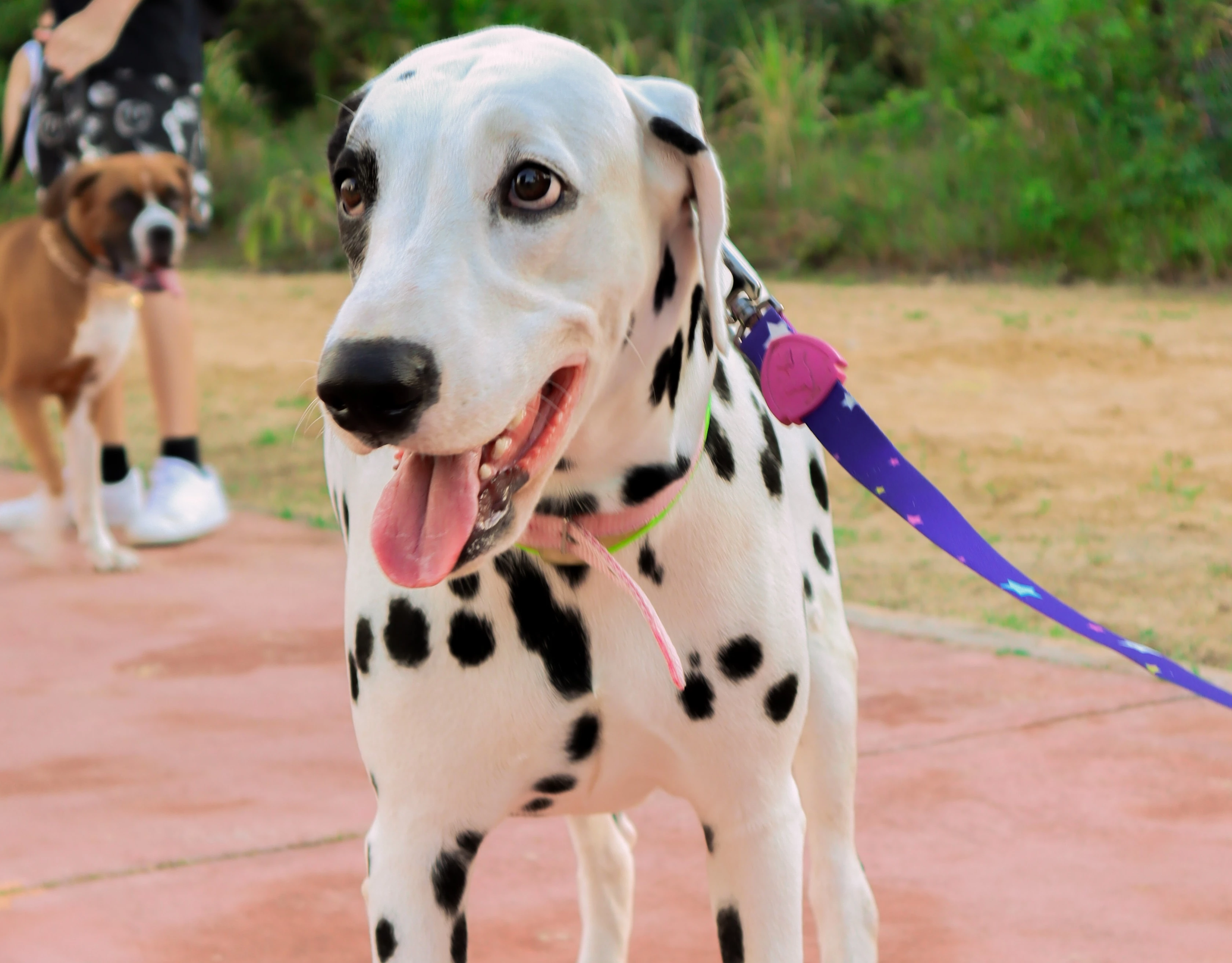A hidratação é fundamental para os pets durante os períodos de calor intenso. (Foto: Divulgação / Terra Zoo)