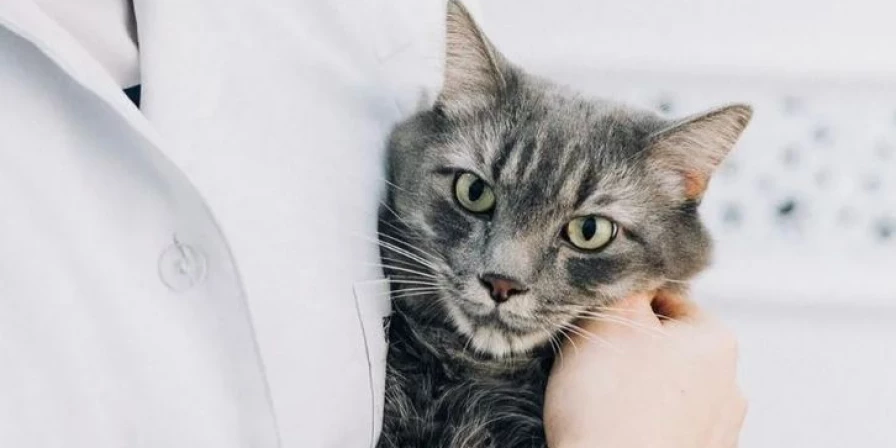 Se você tiver gatos, troque a areia da caixa todos os dias.