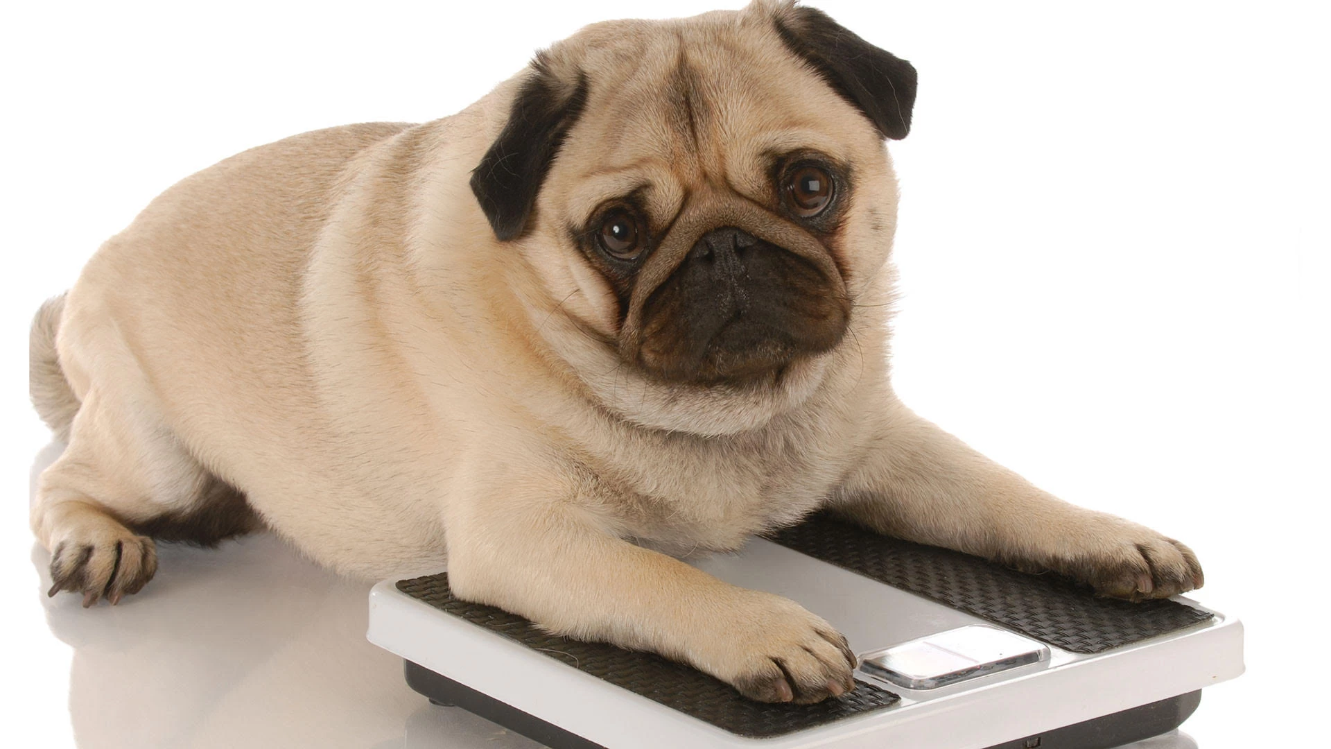 A obesidade é um problema sério que afeta a qualidade de vida e a longevidade de nossos queridos cães e gatos. (Foto: Divulgação)
