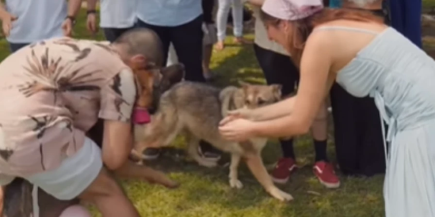 Momento em que o cachorro do casal revela o sexo do bebê.