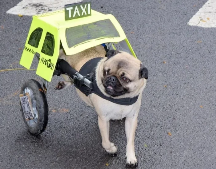 Conheça o cão paraplégico que fez sucesso vestido de táxi. (Foto: Reprodução)
