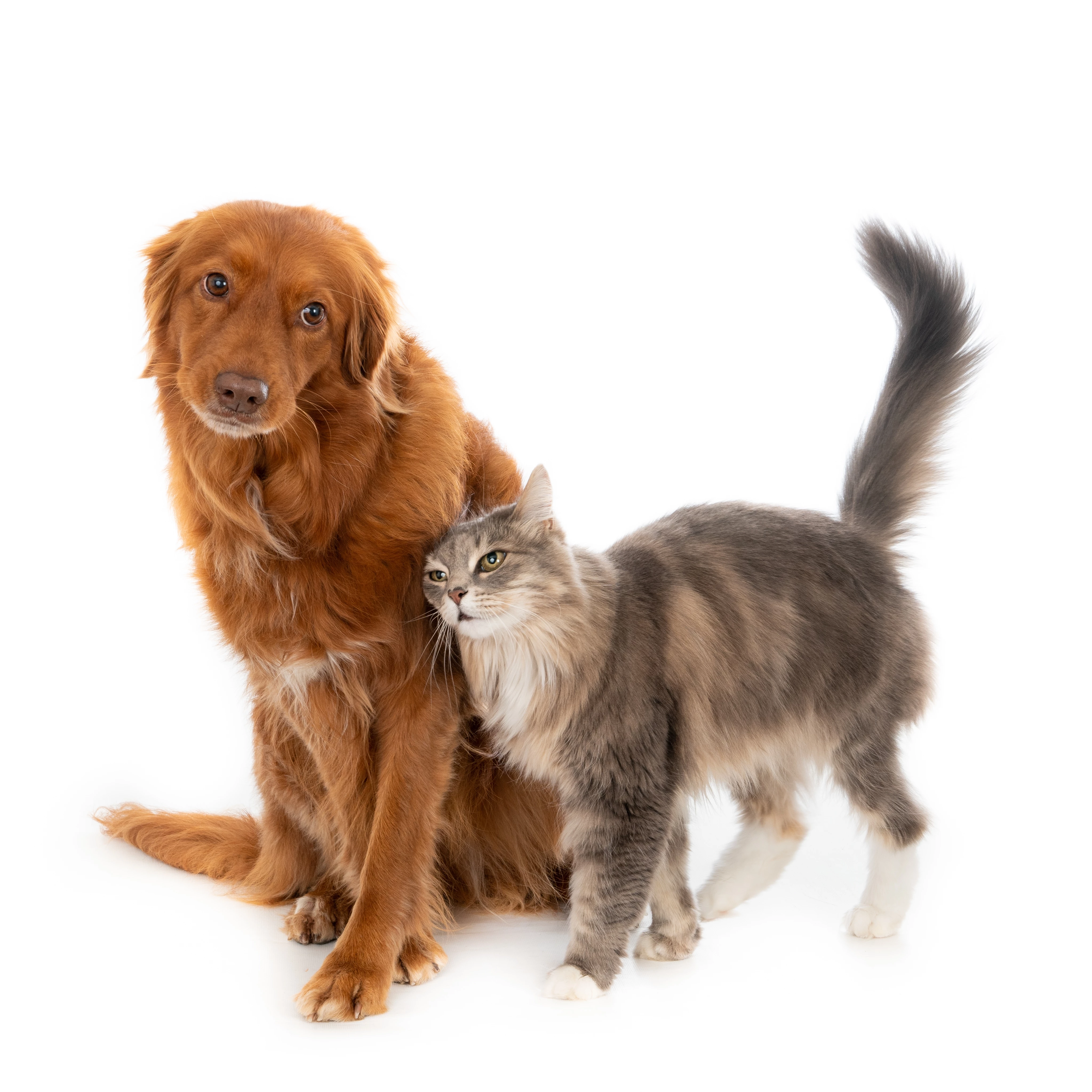 Muitas raças de cães são conhecidas por sua capacidade de conviver harmoniosamente com gatos. (Foto: divulgação)