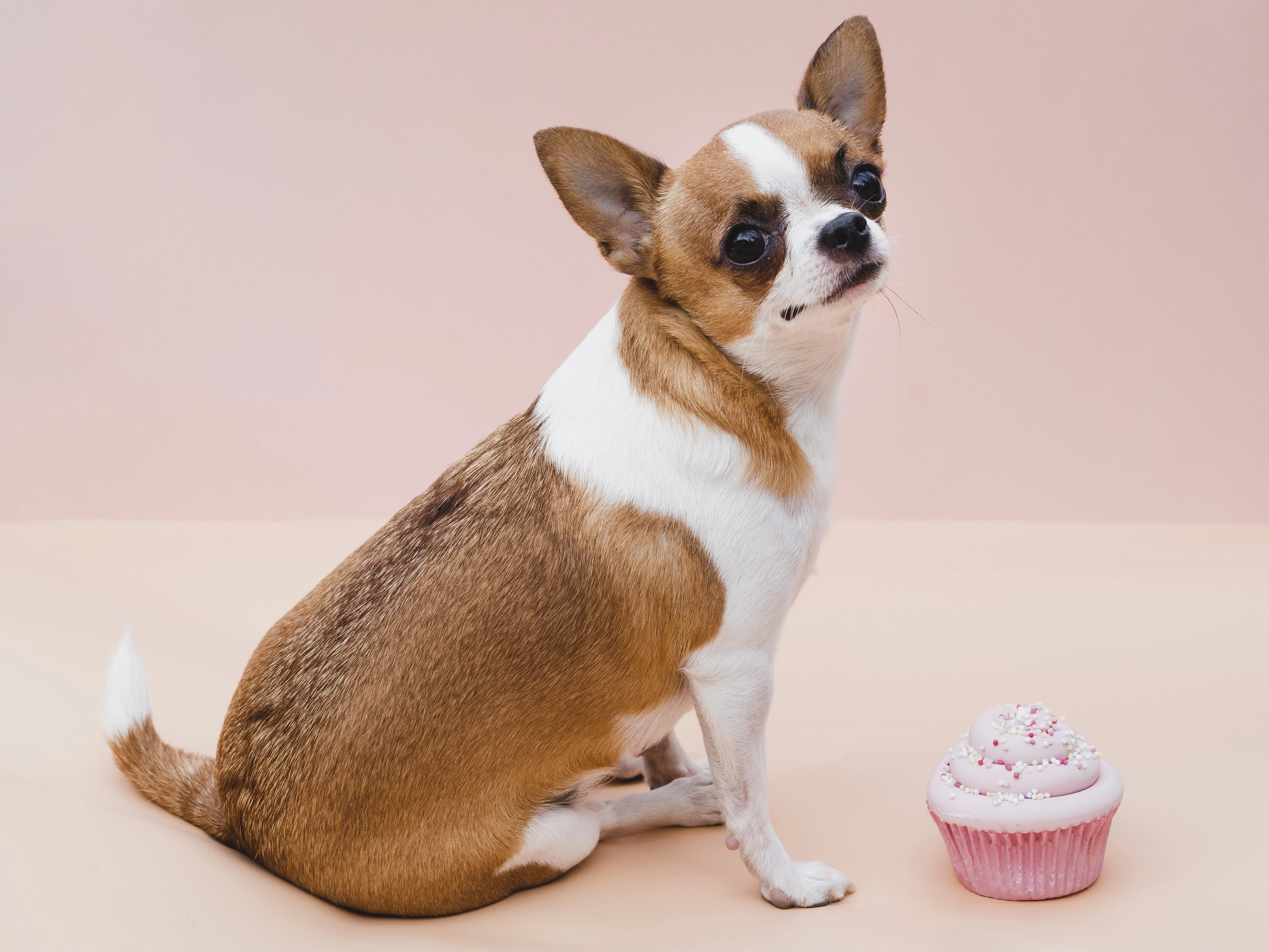 Bom menino, cachorro sentado ao lado de um delicioso bolinho. (Foto: Divulgação)