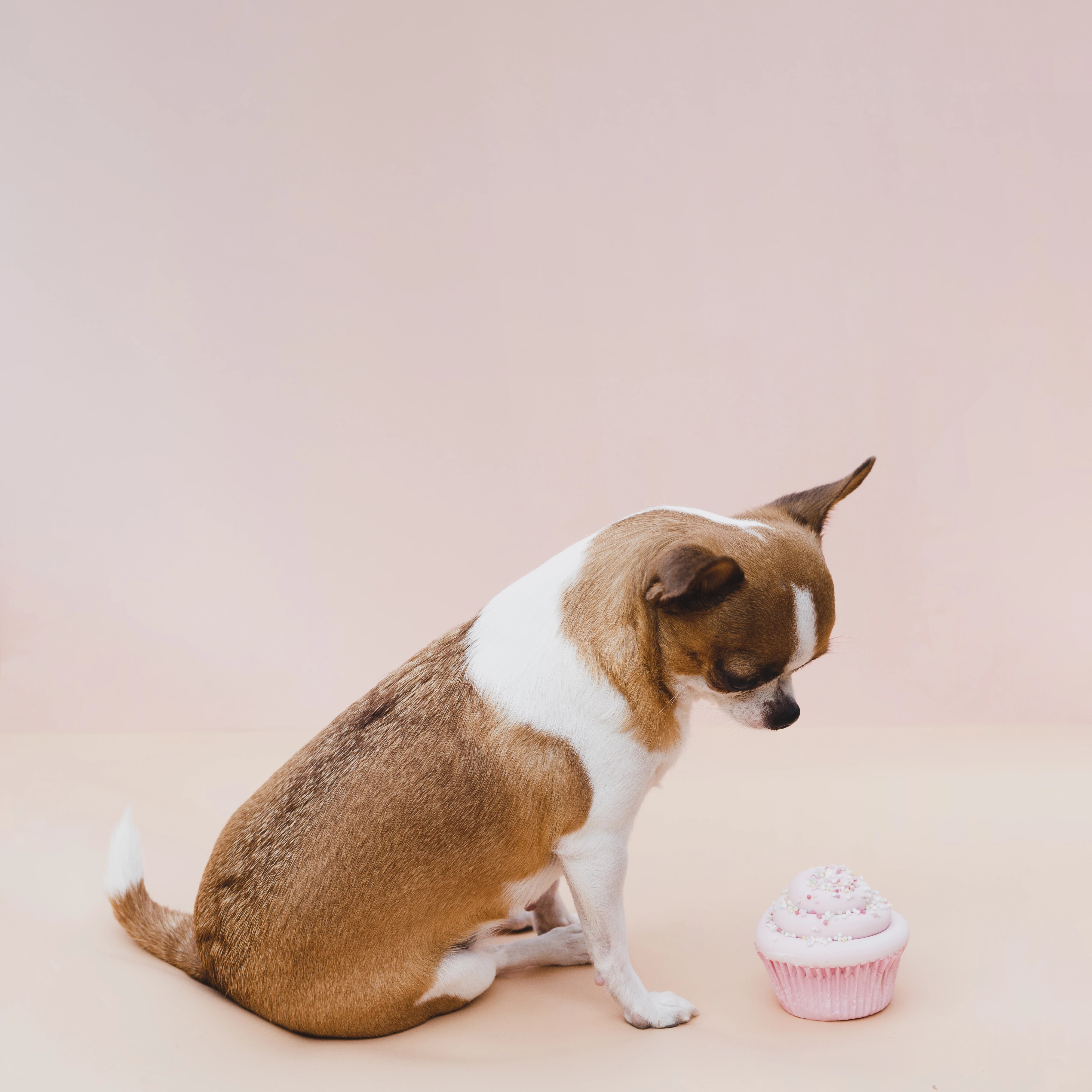 Chihuahua bonito sentado com cupcake rosa. (Foto: Divulgação)
