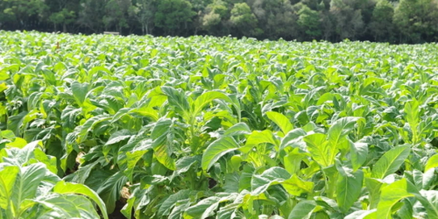 O cultivo de fumo registra aumento de vendas ao exterior.
