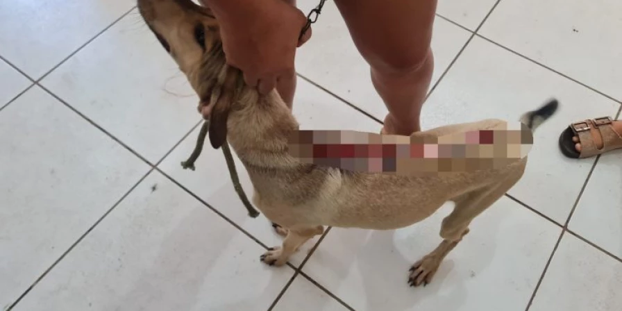 A polícia chegou até a jovem após receber denúncia anônima relatando que um cão estava gravemente ferido.