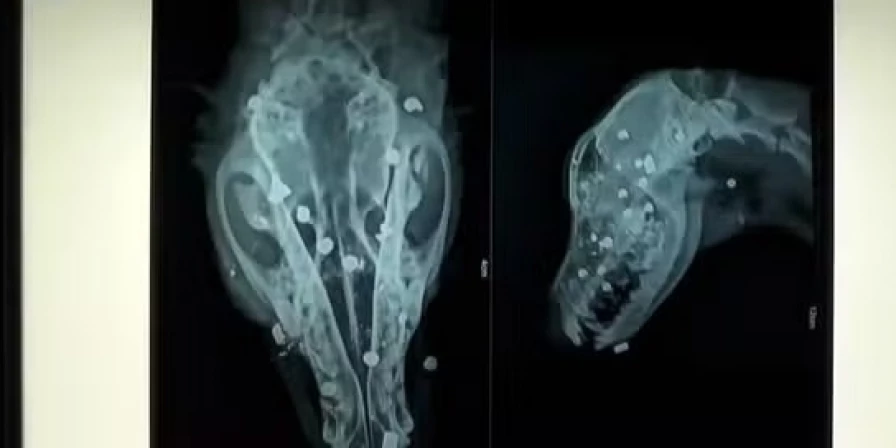 O cachorro está internado em uma clínica e corre o risco de ficar cego.