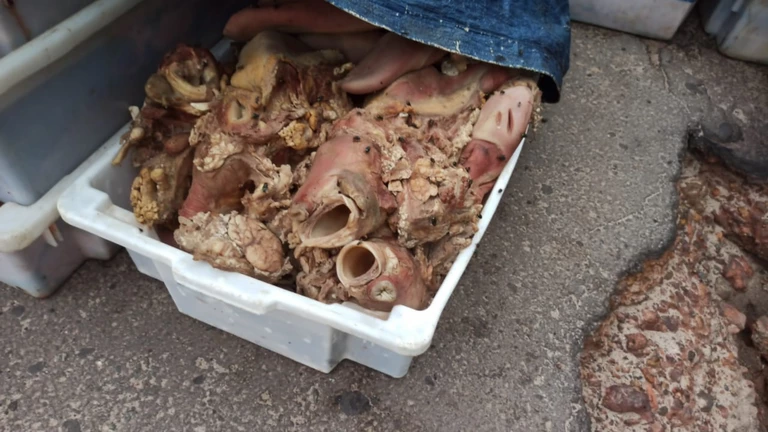 Os policiais identificaram que o transporte estava sendo feito de forma totalmente irregular e sem qualquer cuidado sanitário necessário. Foto: Reprodução / PRF