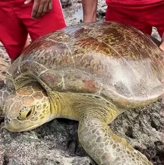 Após o resgate, o animal foi devolvido à faixa de areia em segurança. (Foto: divulgação / Corpo de Bombeiros)