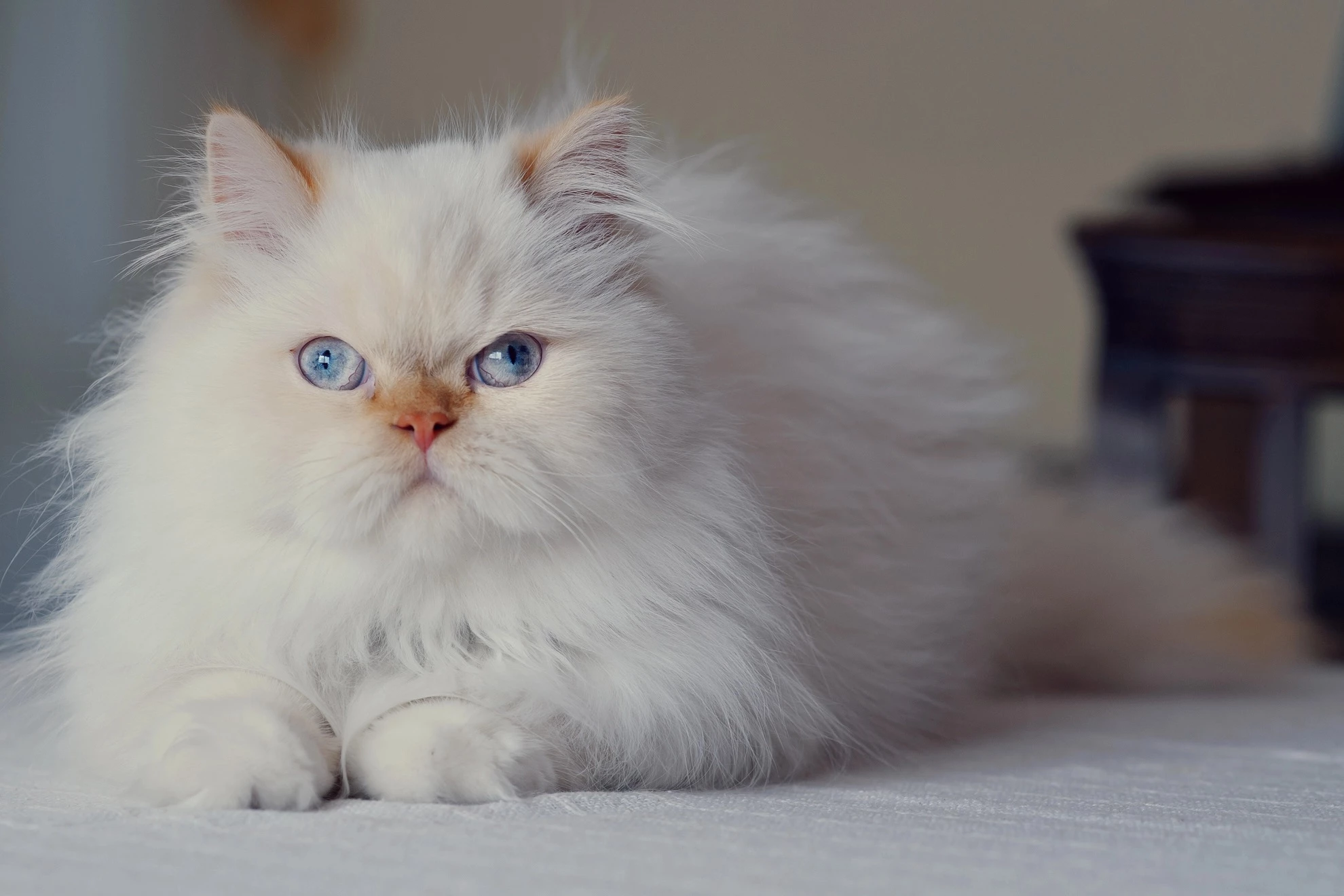 Gato persa. (Foto: Divulgação)