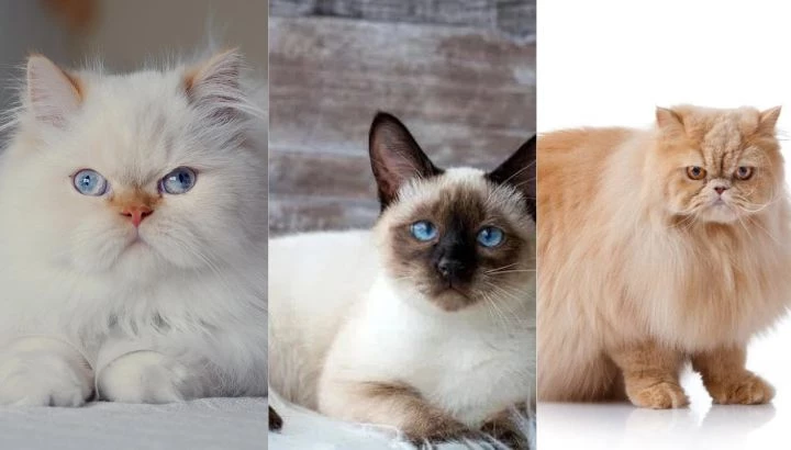 Conheça seis raças de gatos, um dos animais mais presente na casa dos brasileiros. (Foto: Divulgação)