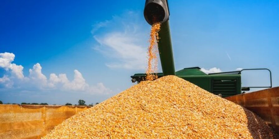 A falta de margem positiva para o milho em 2023 deixou o produtor indeciso sobre investir ou não na cultura.