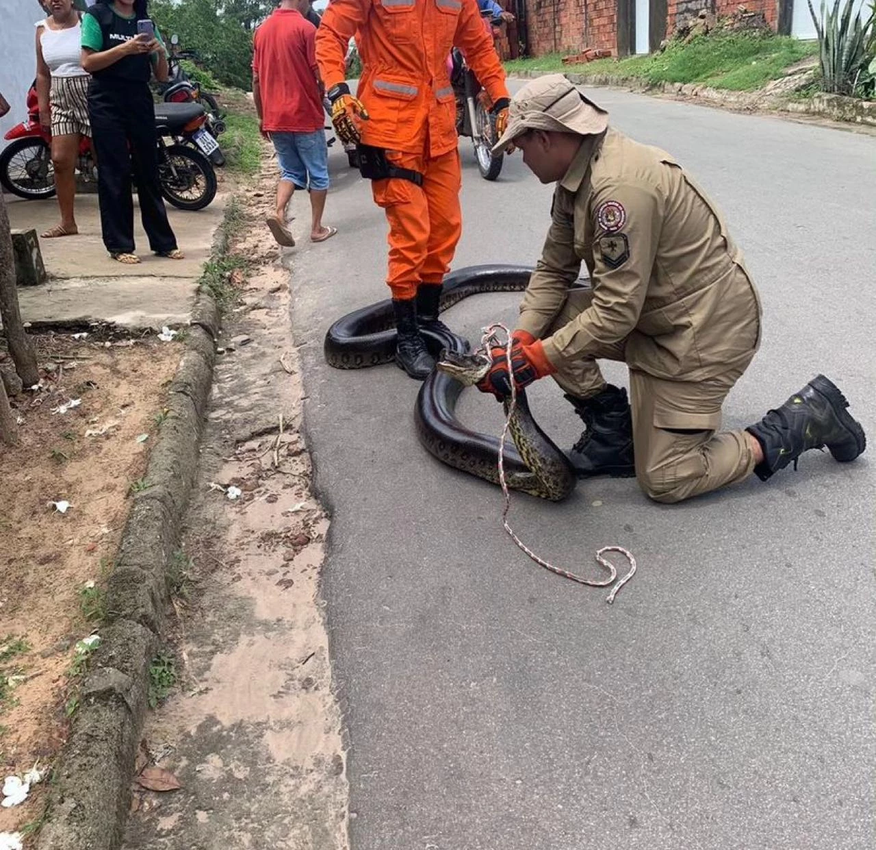A cobra tinha mais de 1 metro de comprimento. Foto: Divulgação / Corpo de Bombeiros Militar do Maranhão
