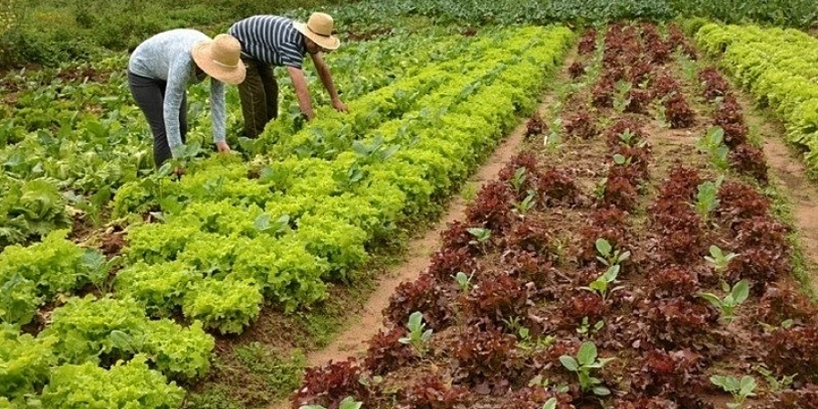 Agricultura familiar