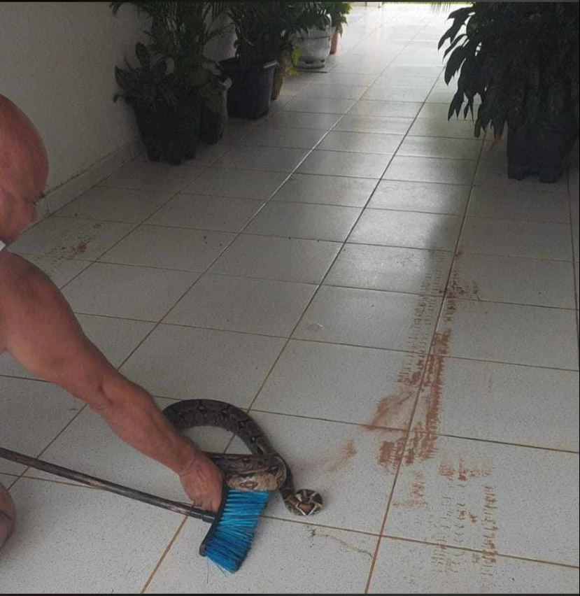 Cobra foi encontrada na garagem da residência. (Foto: Arquivo Pessoal)