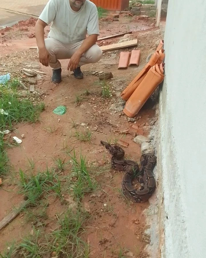 Cobra capturada no bairro Jardim Tropical, em ITZ. (Foto: Divulgação/3º BBM de Imperatriz)