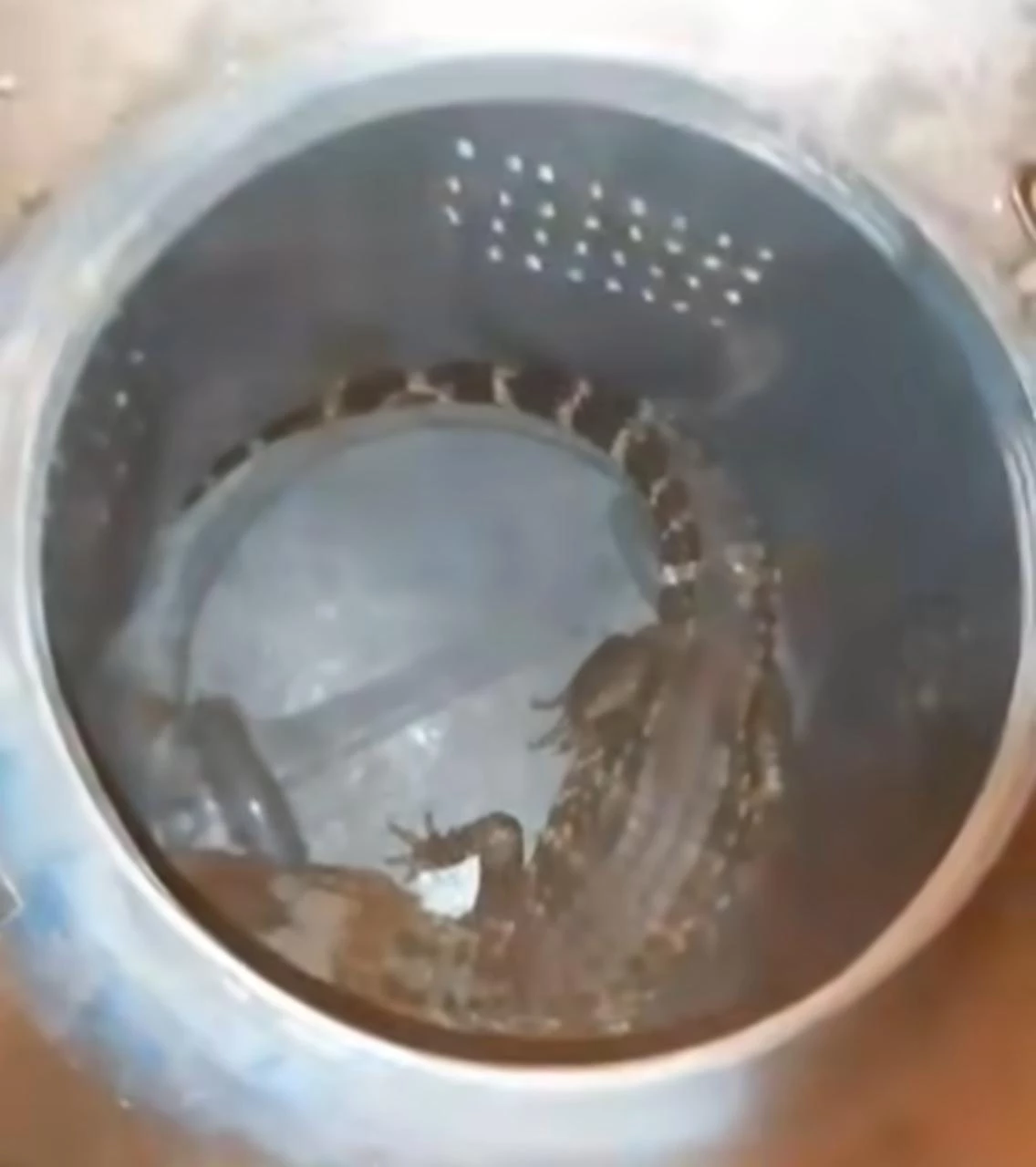 Jacaré encontrado às margens da BR-010. (Foto: Divulgação/3º BBM de Imperatriz)