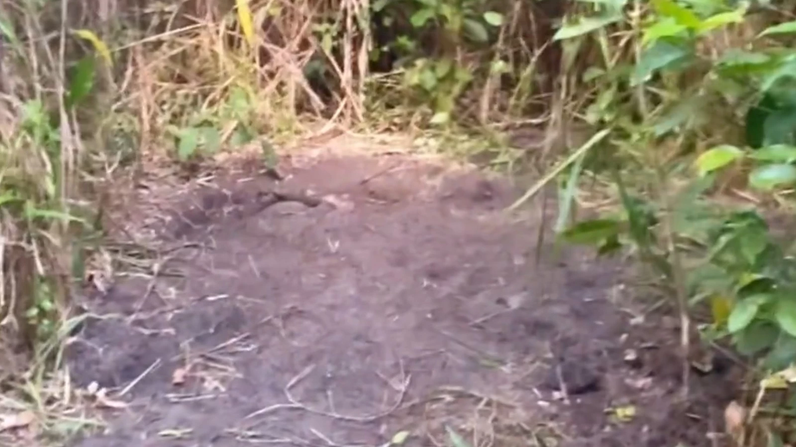 Covas rasas onde os corpos foram encontrados. (Foto: Reprodução / Redes Sociais)
