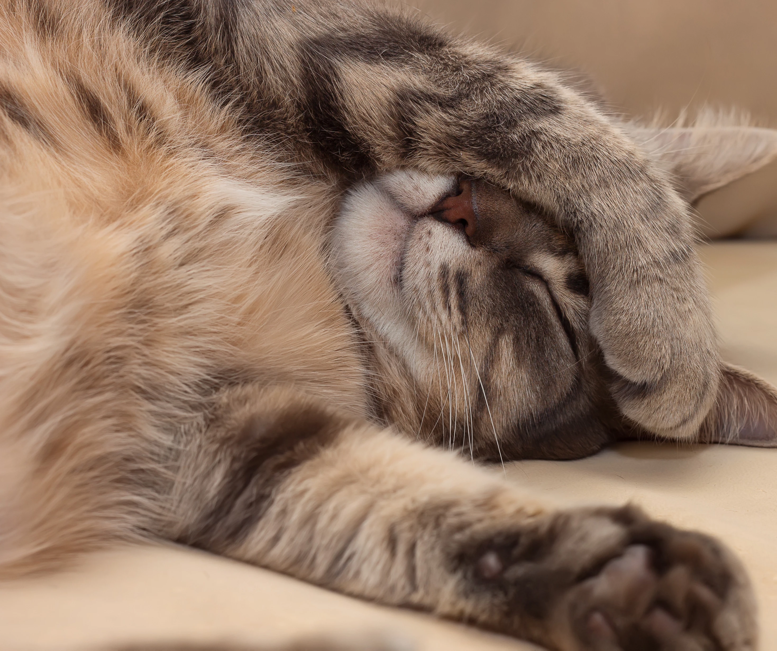 Conheça a pelagem do seu gato. (Foto: Divulgação)