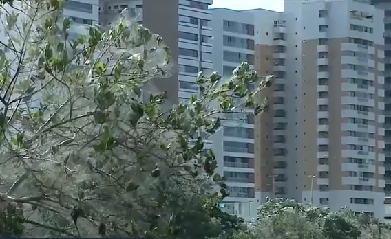 O fenômeno acontece desde 2018. Foto: Reprodução / TV Mirante