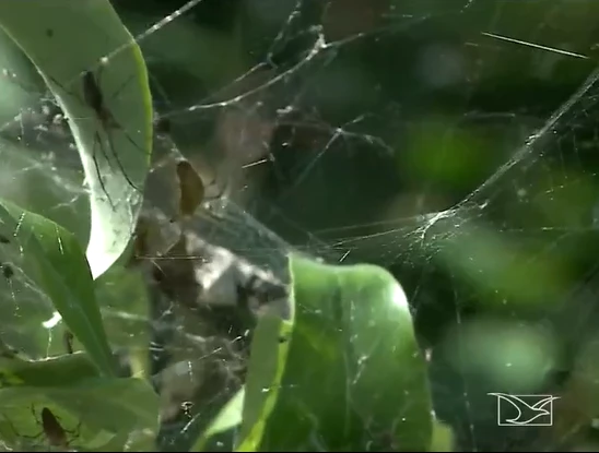 Aranhas são do tipo de jardim e não oferecem risco, segundo especialista. Foto: Reprodução / TV Mirante