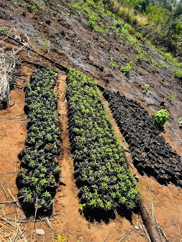 Mais de 7 mil pés de maconha foram localizados em uma área de 7.680 m2 e destruídos no primeiro dia de operação. / Foto: Divulgação/Polícia Federal.