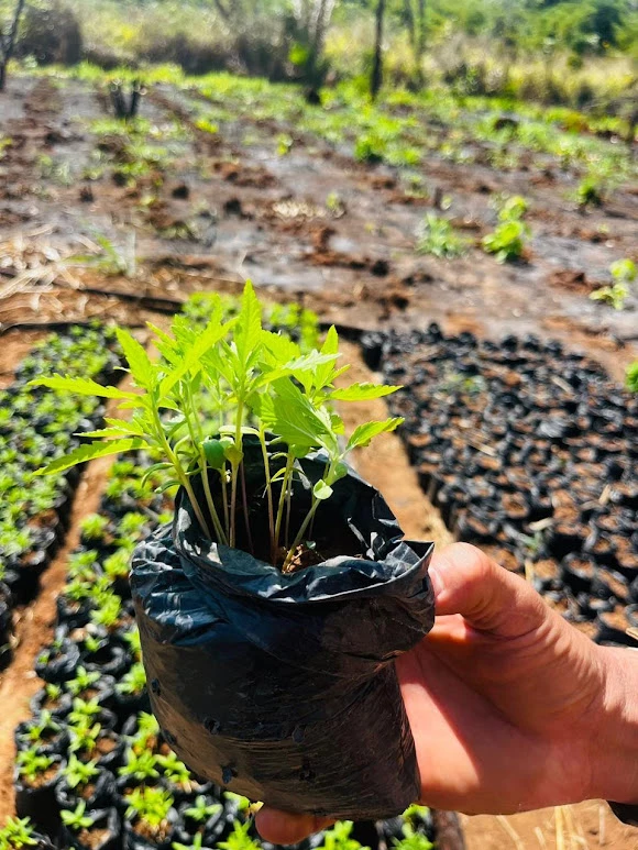 Mais de 7 mil pés de maconha foram localizados em uma área de 7.680 m2 e destruídos no primeiro dia de operação. / Foto: Divulgação/Polícia Federal.