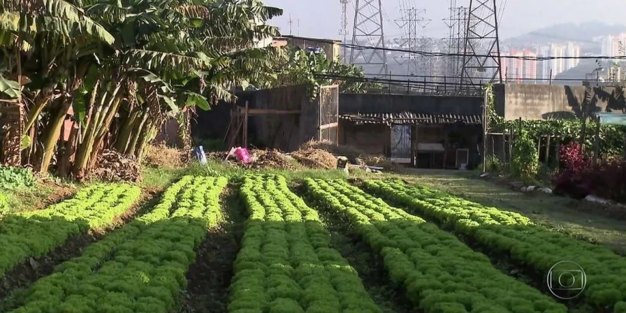 Dentre os objetivos da AUP estão ampliar a segurança alimentar e nutricional das populações urbanas vulneráveis.