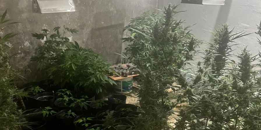 Homem é preso em flagrante por produção de drogas.