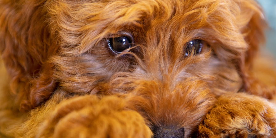 Lei de Guarda Compartilhada de Pets