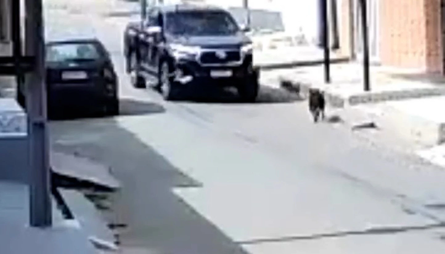 A polícia afirmou que vai investigar se o tutor teve a intenção de matar o animal ou se ele atropelou o cão sem perceber. (Foto: Reprodução)