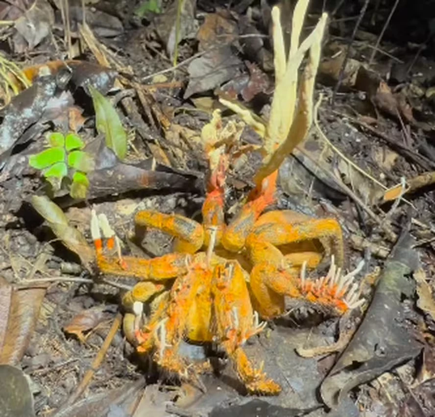 Tarântula foi flagrada com o fungo que inspirou