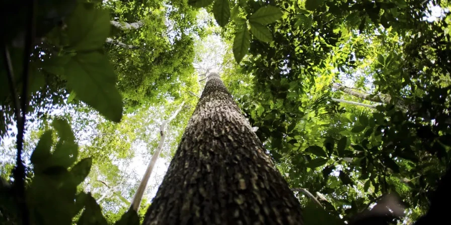 Conferência das Nações Unidas sobre Mudança Climática (COP29) debateu acordo climático.