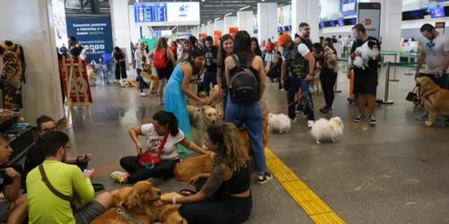 Lançado pelo associações de empresas de transporte aéreo, documento faz parte do Plano de Transporte Aéreo de Animais (Pata).
