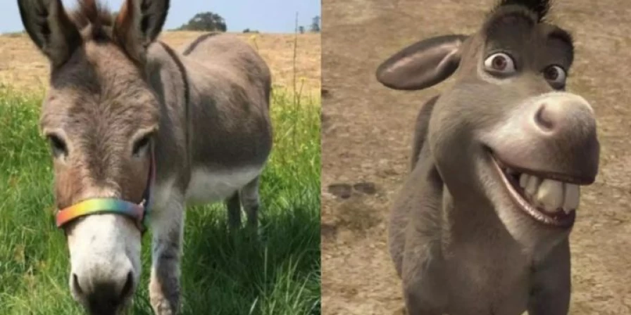 Burro Perry morreu aos 30 anos.
