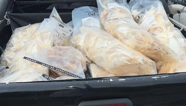 75kg de cartilagens de barbatanas de tubarão apreendidos. (Divulgação/PC-MA)