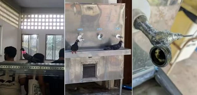 Pombos em bebedouro na UFMA. (Foto: Reprodução/Redes sociais)