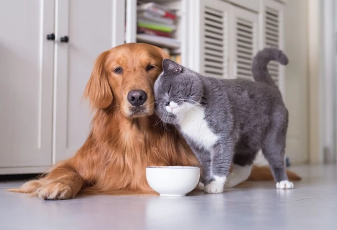 As doenças renais em pets podem ser silenciosas, e os sintomas iniciais muitas vezes passam despercebidos pelos donos. Foto: Divulgação
