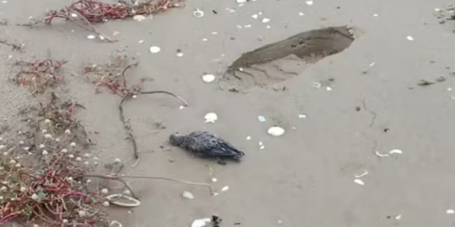Dezenas de aves marinhas foram encontradas mortas na região de Tutoia.
