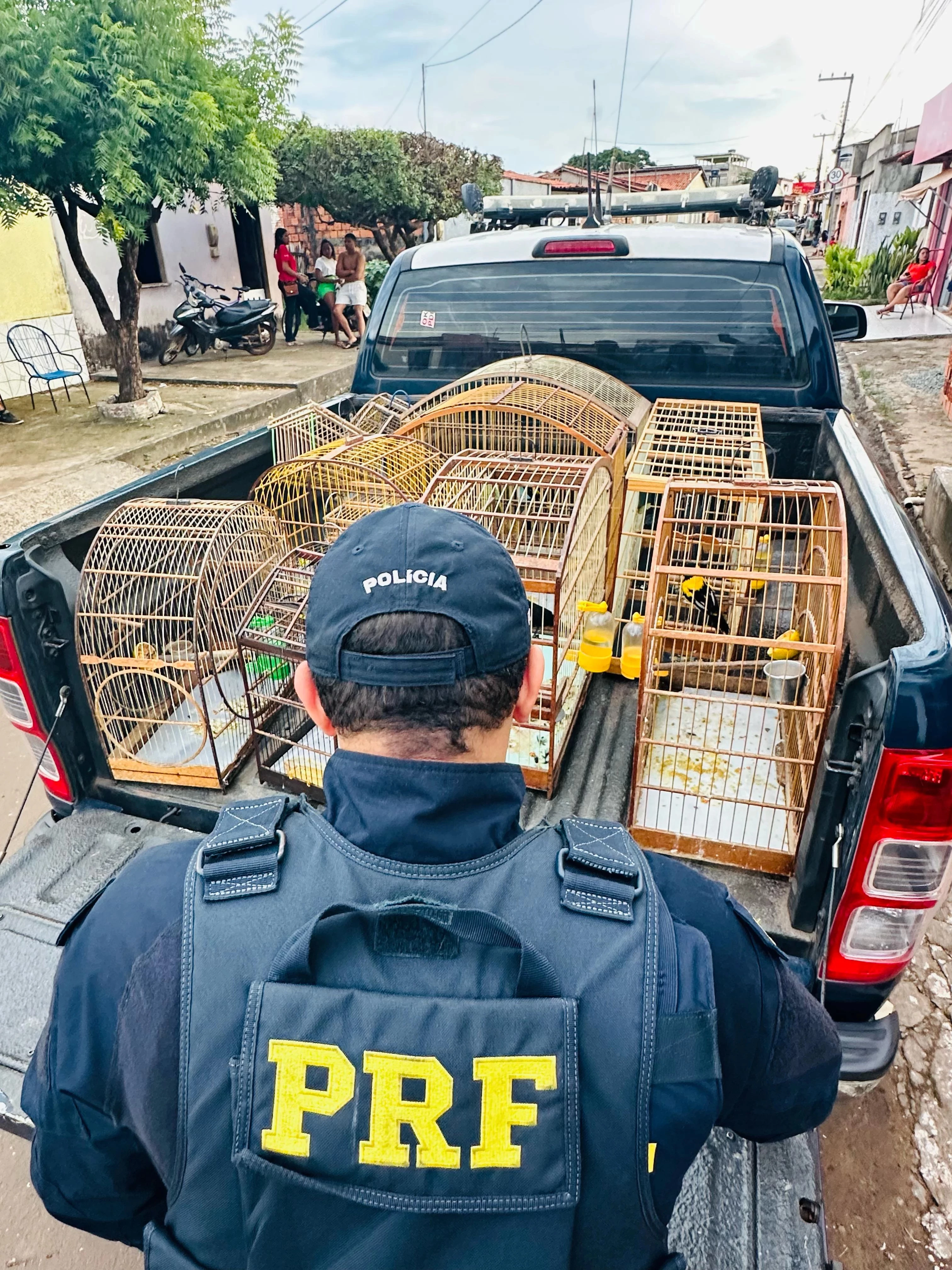 As aves foram resgatadas e levadas para o Centro de Triagem de Animais Silvestres (CETAS), em Teresina. (Foto: divulgação / PRF-MA)