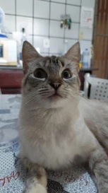 Gatinha Galega.