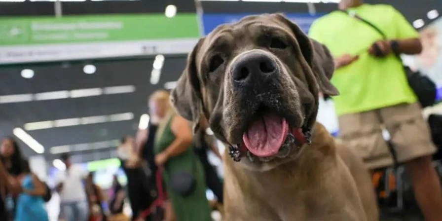 Pelo texto, que volta à Câmara, empresas aéreas deverão oferecer opções de transporte de cães e gatos