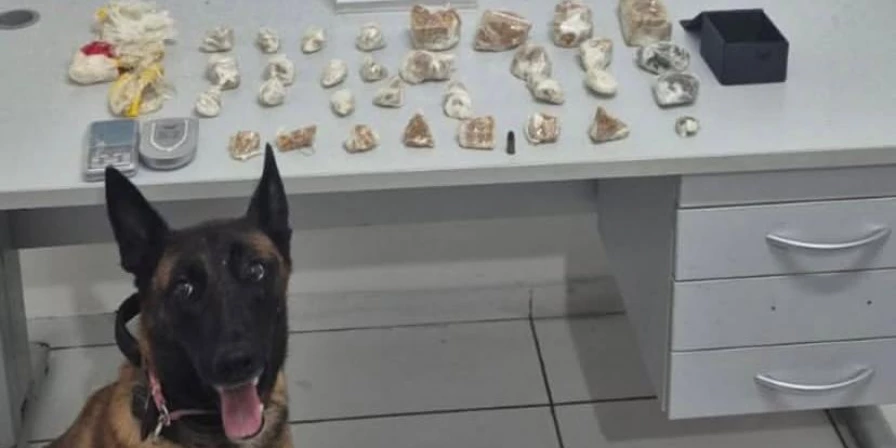 Drogas foram apreendidas após ação de cão farejador.