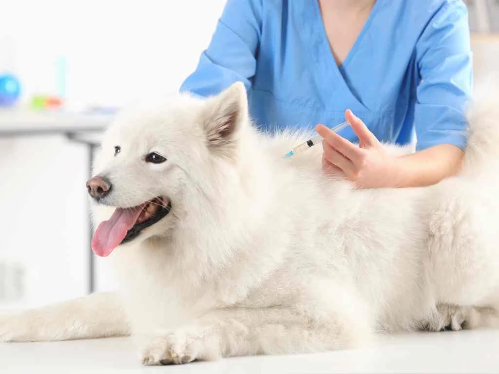 O esquema de vacinação varia de acordo com a idade do animal. Foto: Divulgação