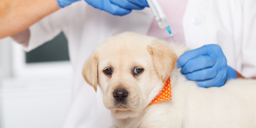 O primeiro passo é consultar um médico veterinário, antes de aplicar qualquer vacina, ele fará um check-up. (Foto: Divulgação)