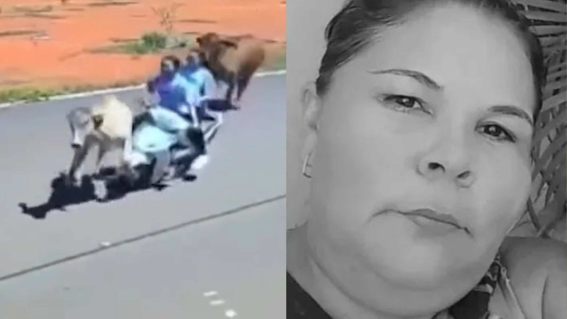 Acidentes com animais em rodovias do MA registram uma morte e um ferido neste fim de semana. (Foto: Reprodução/ TV Mirante)