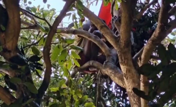 Sergio Rodrigo Guimarães está em cima de árvore de mais de 10 metros. (Foto: Corpo de Bombeiros)