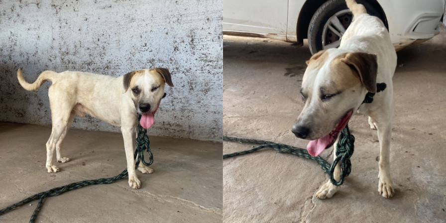 Homem é preso em flagrante por torturar cachorro em Grajaú. (Foto: Divulgação)