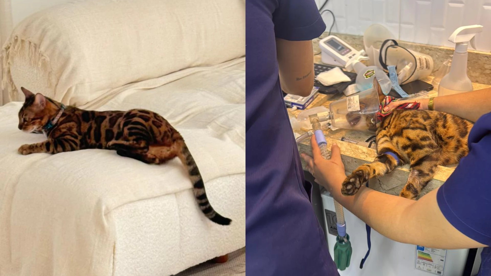 Polícia investiga envenenamento de gatos em condomínio de Imperatriz. (Foto: Reprodução)