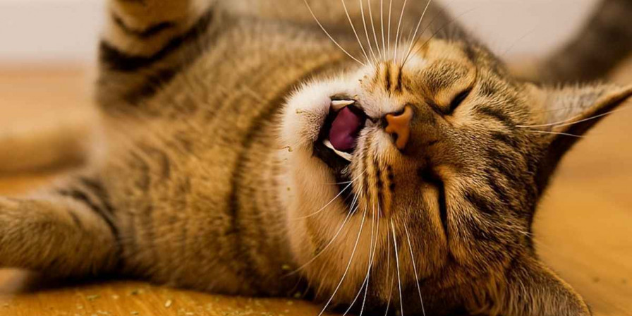 Quando o gato sente o cheiro da erva, esse composto ativa receptores olfativos ligados ao prazer e ao instinto. (Foto: Divulgação)